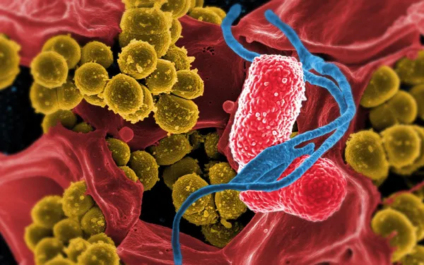 Image of microbes and bacteria